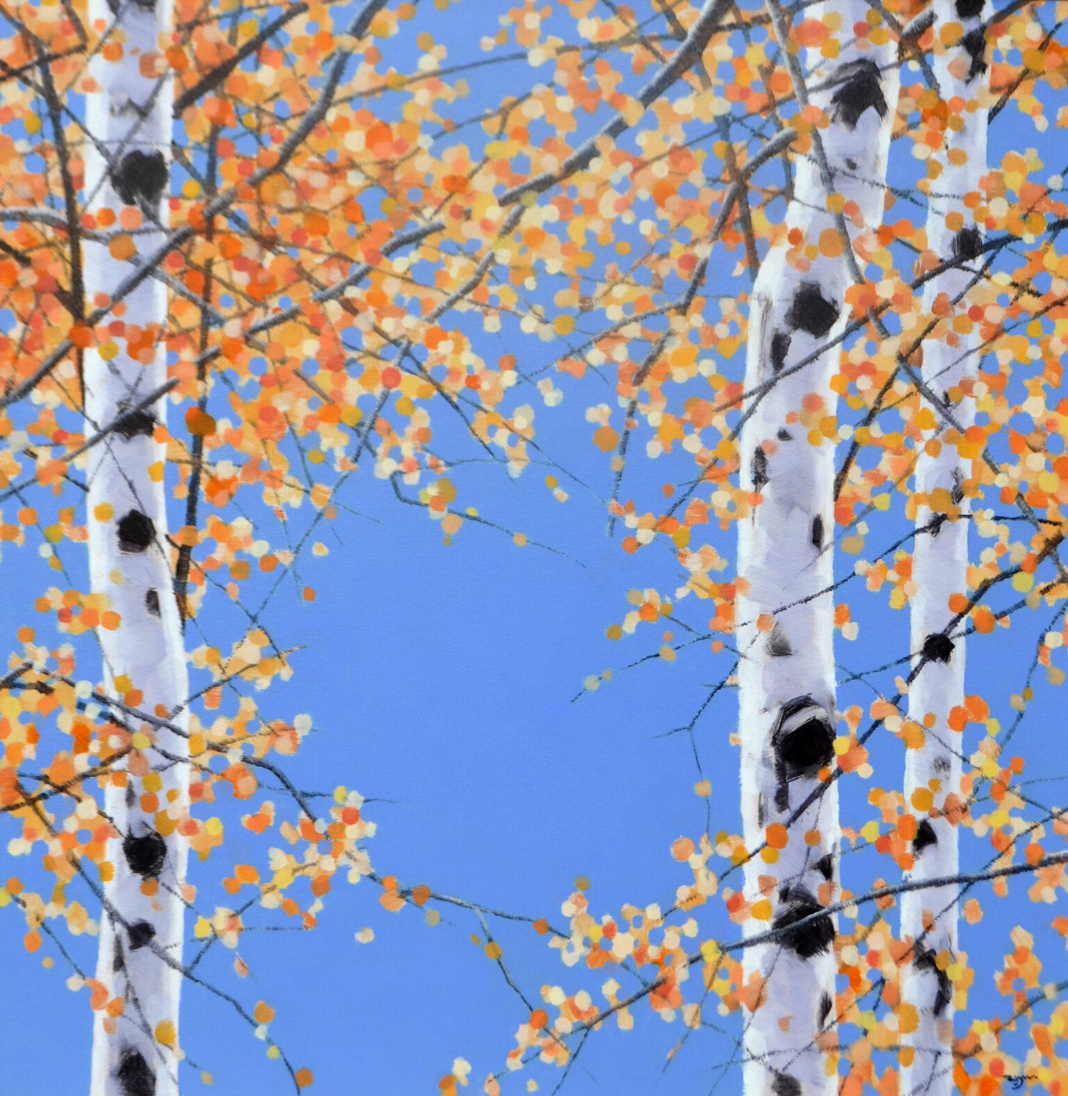 Autumn Birch