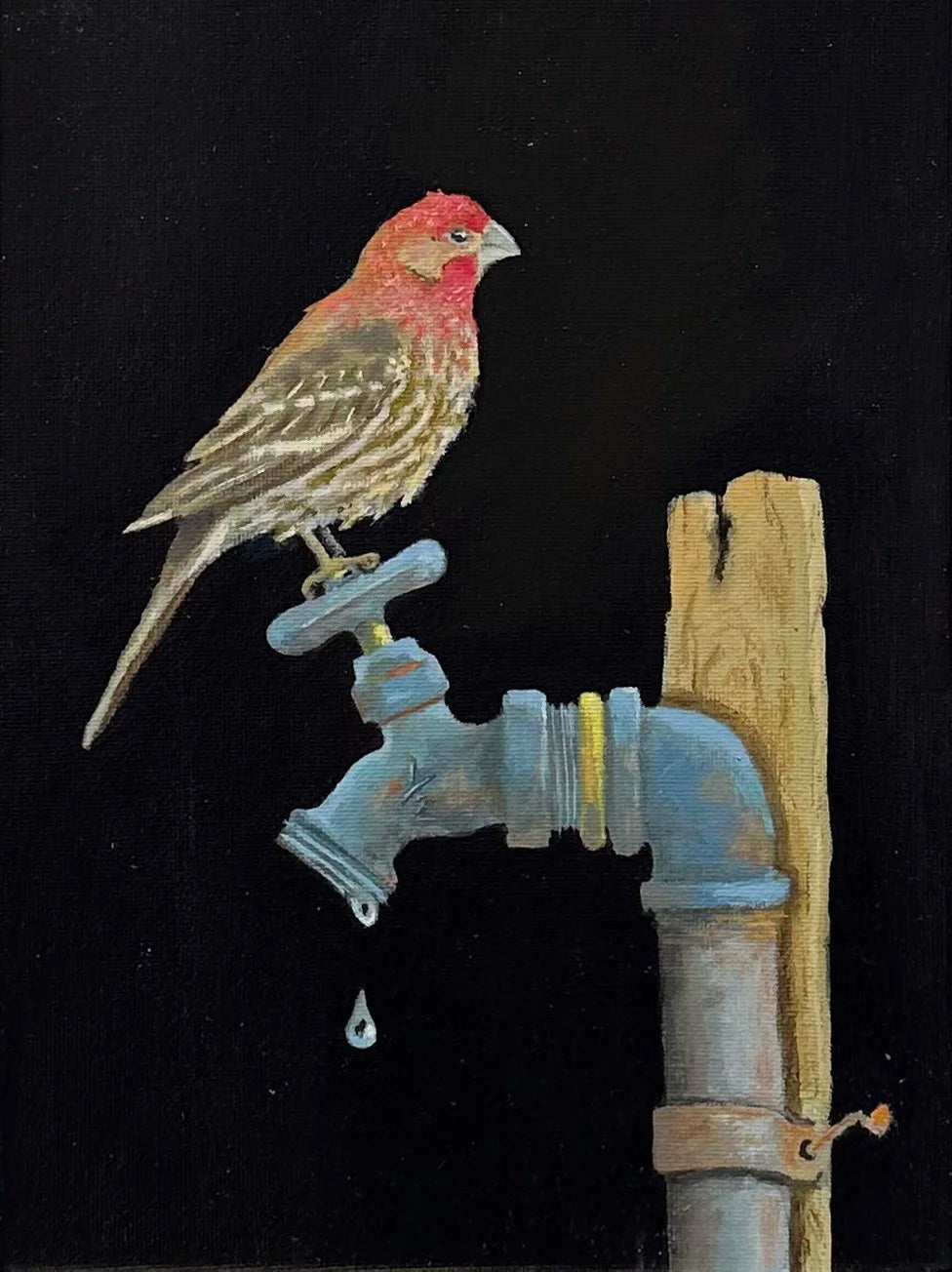 House Finch