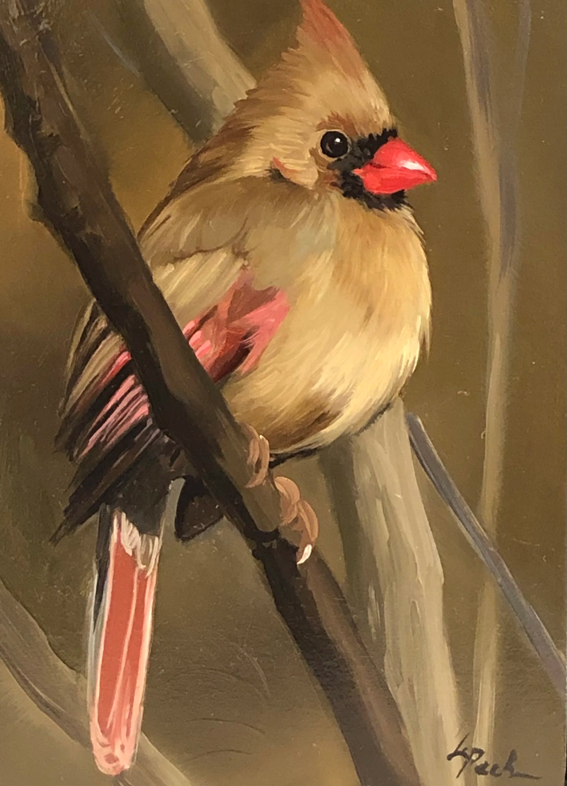 Female Cardinal