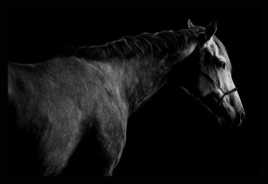 Ombres en coulisses