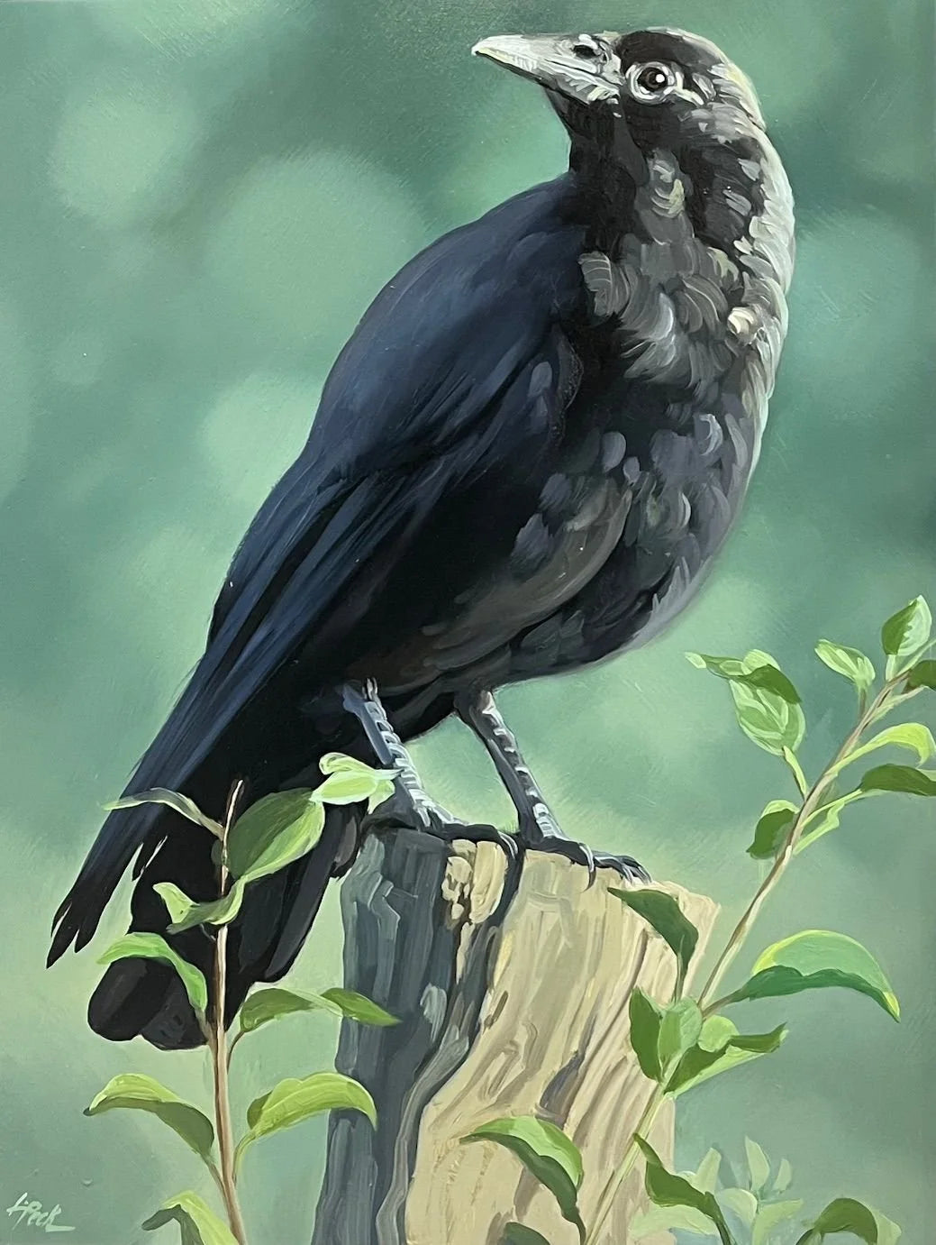 Perched Crow