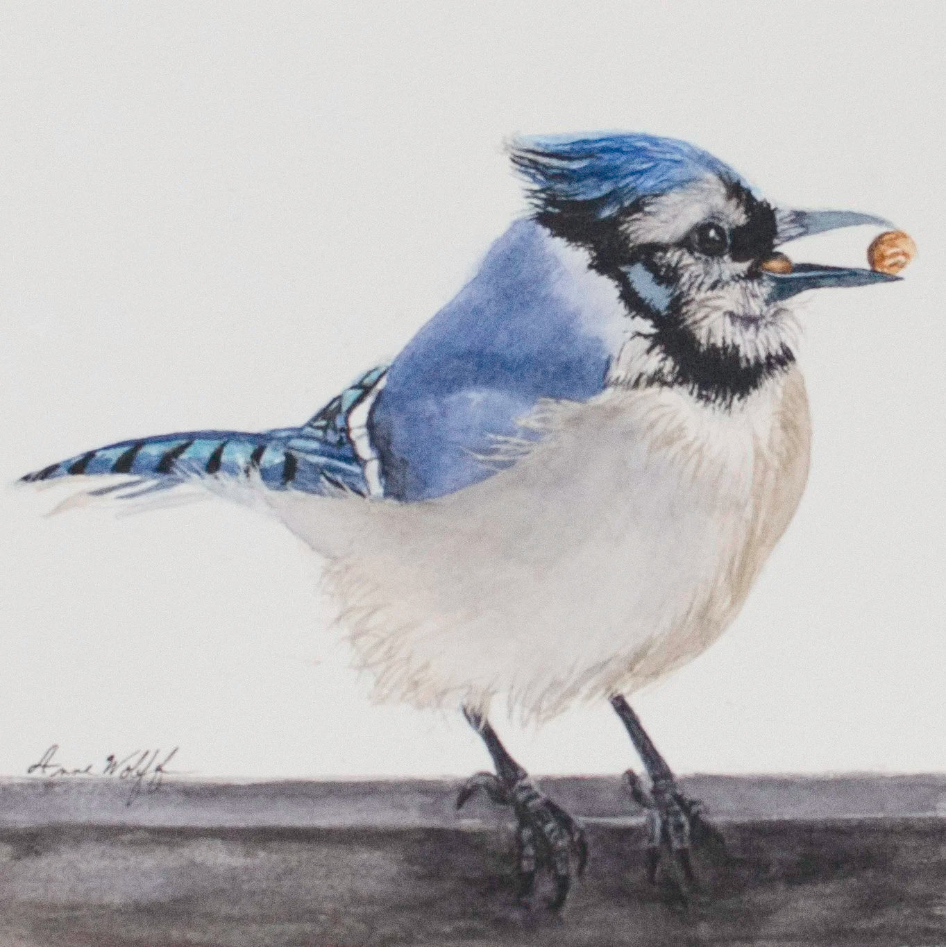 Blue Jay with Acorn