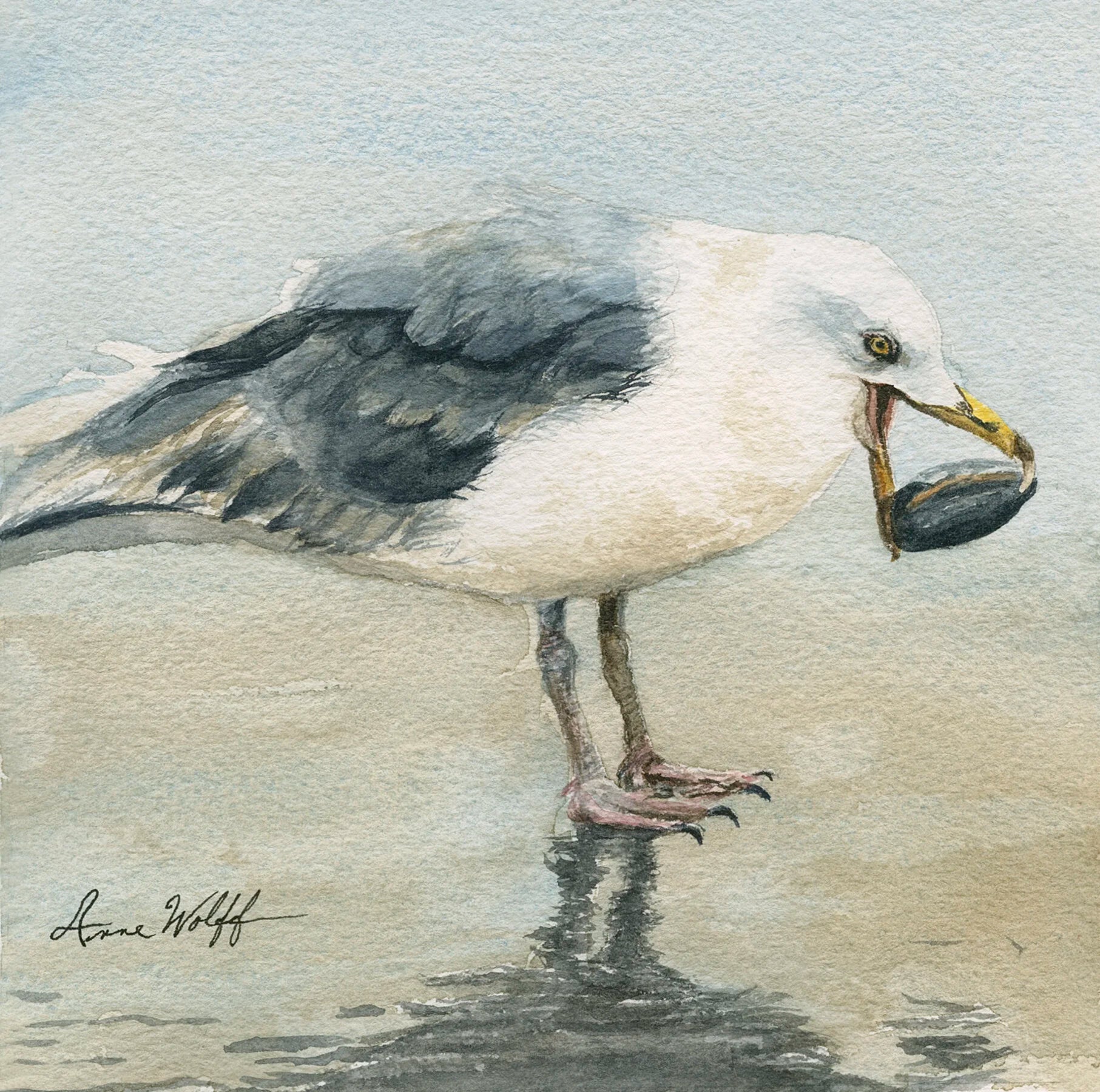 Seagull with Clam