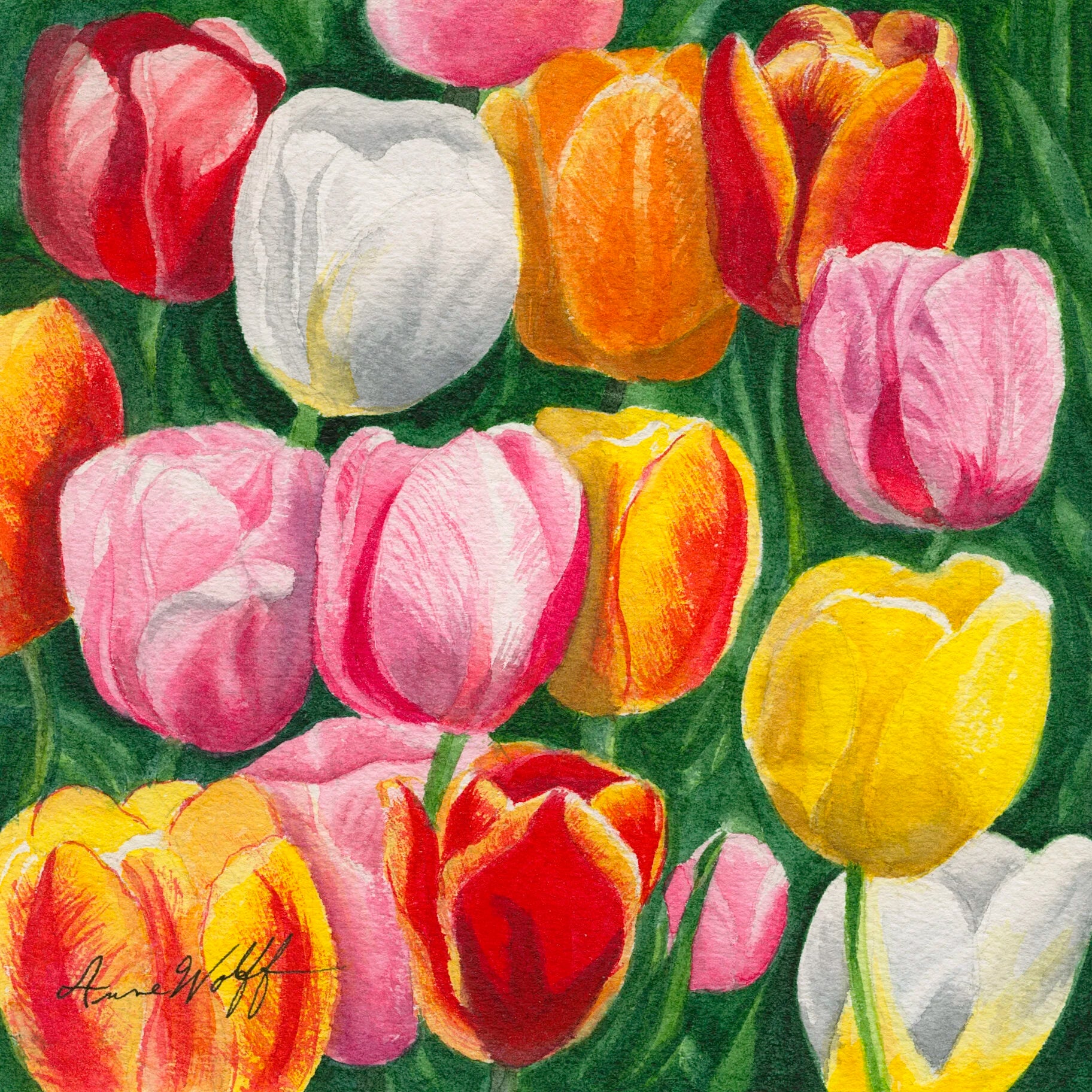 Tulips