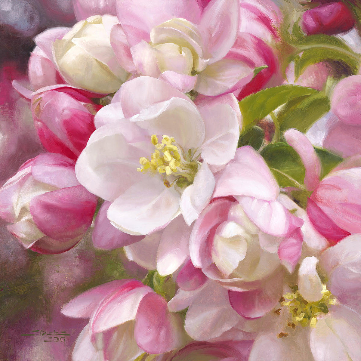 Apple Blossoms