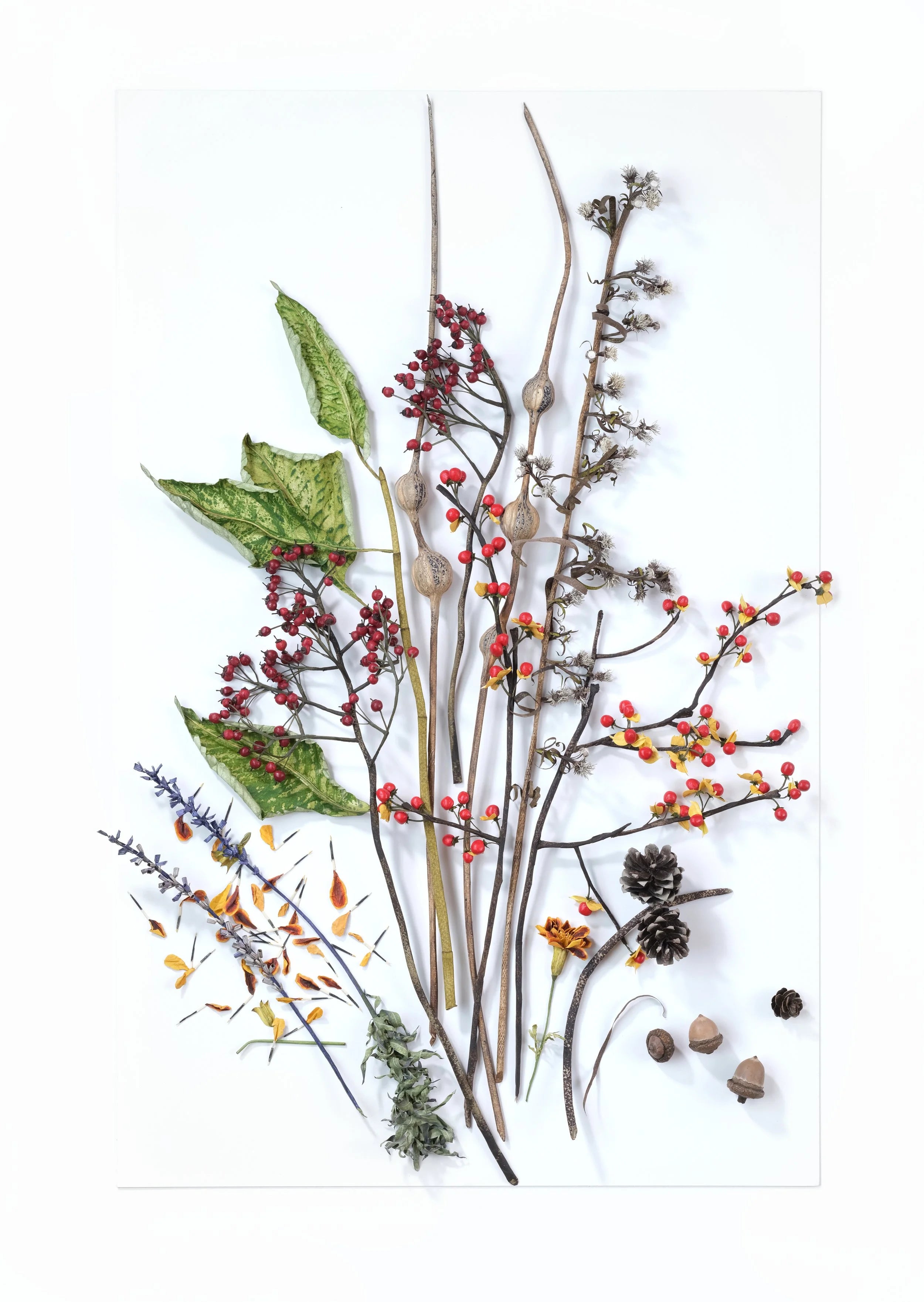 Autumn Harvest