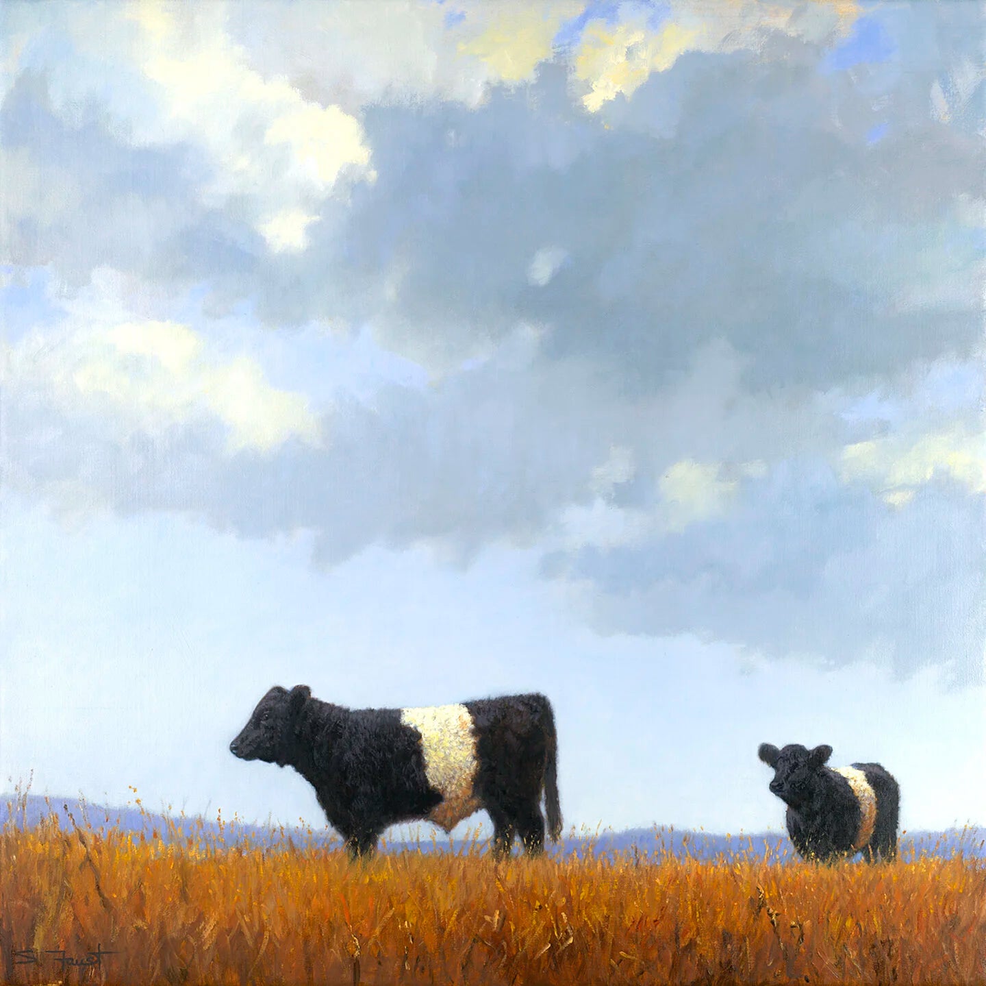 Belted Galloway Pair