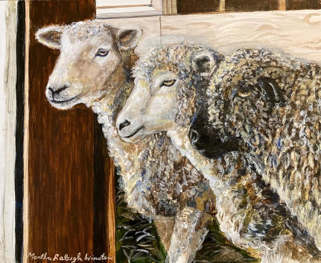 Crazy Legs Sheep