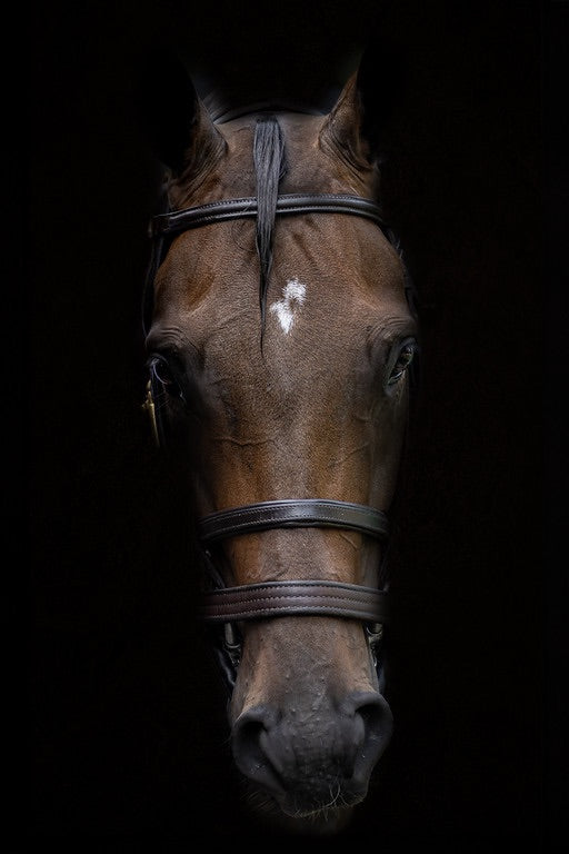 Dark Horse