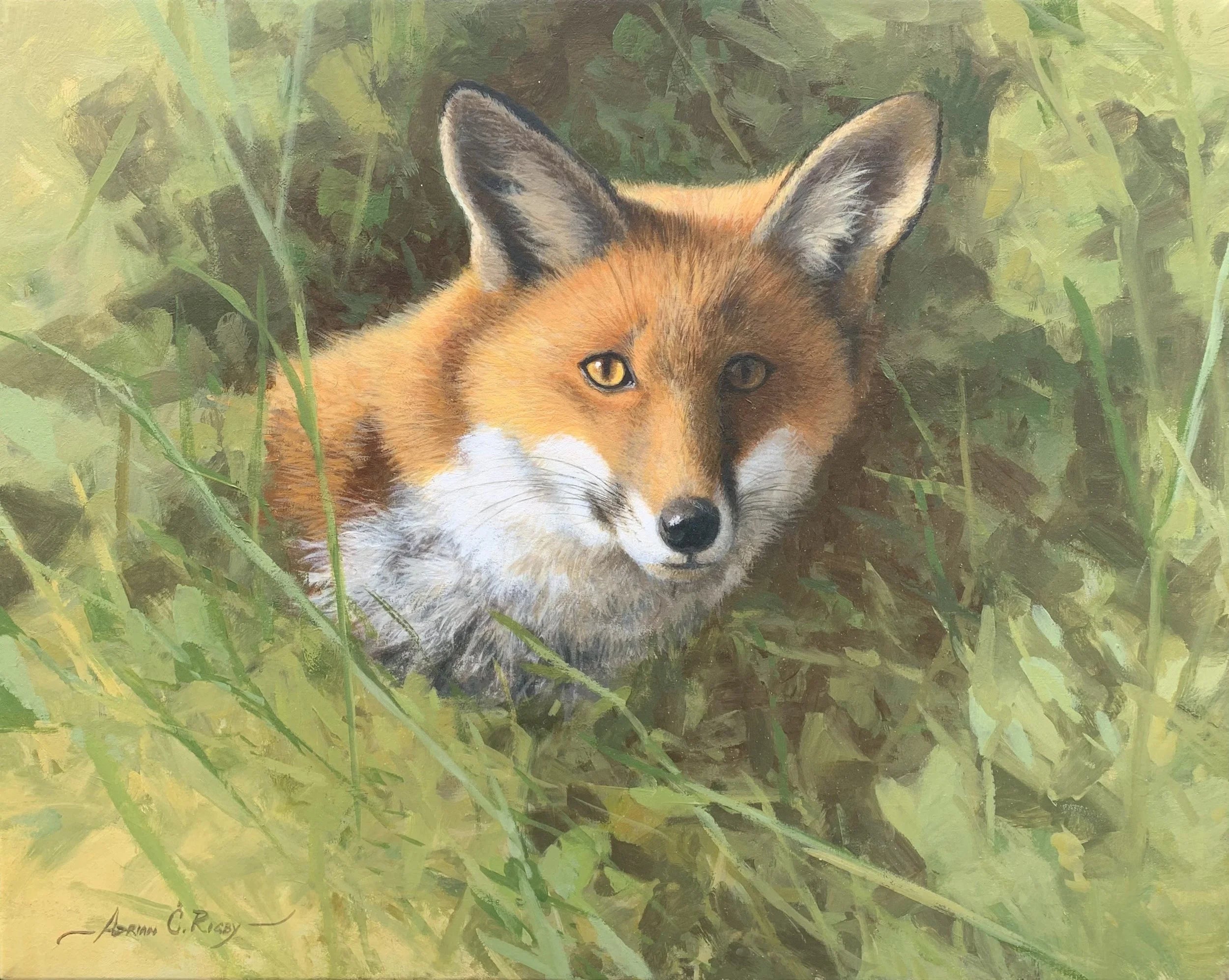 Fox Portrait