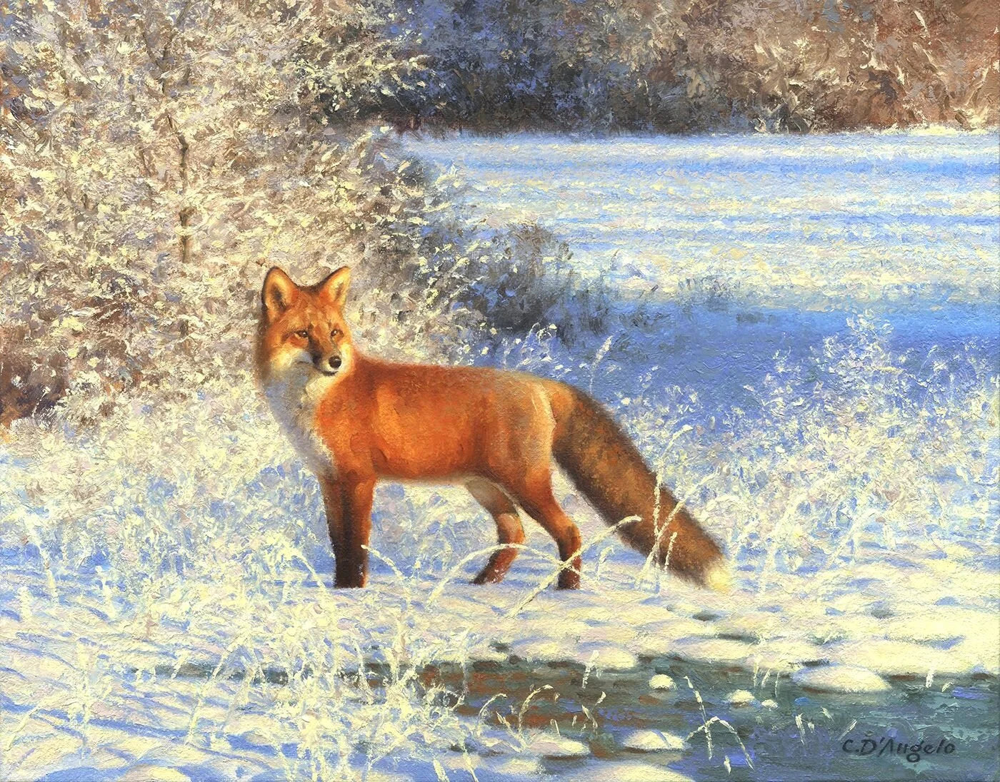 Fox in Fresh Snow