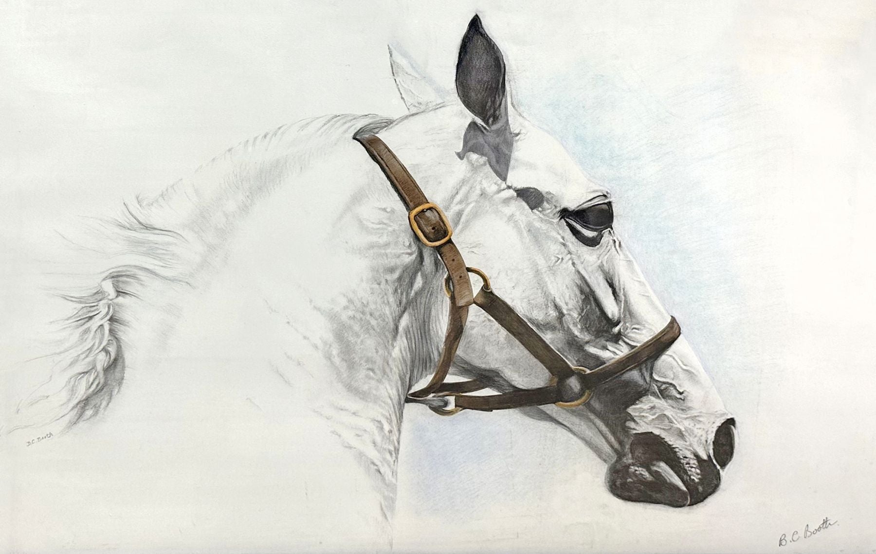 Horse Portrait