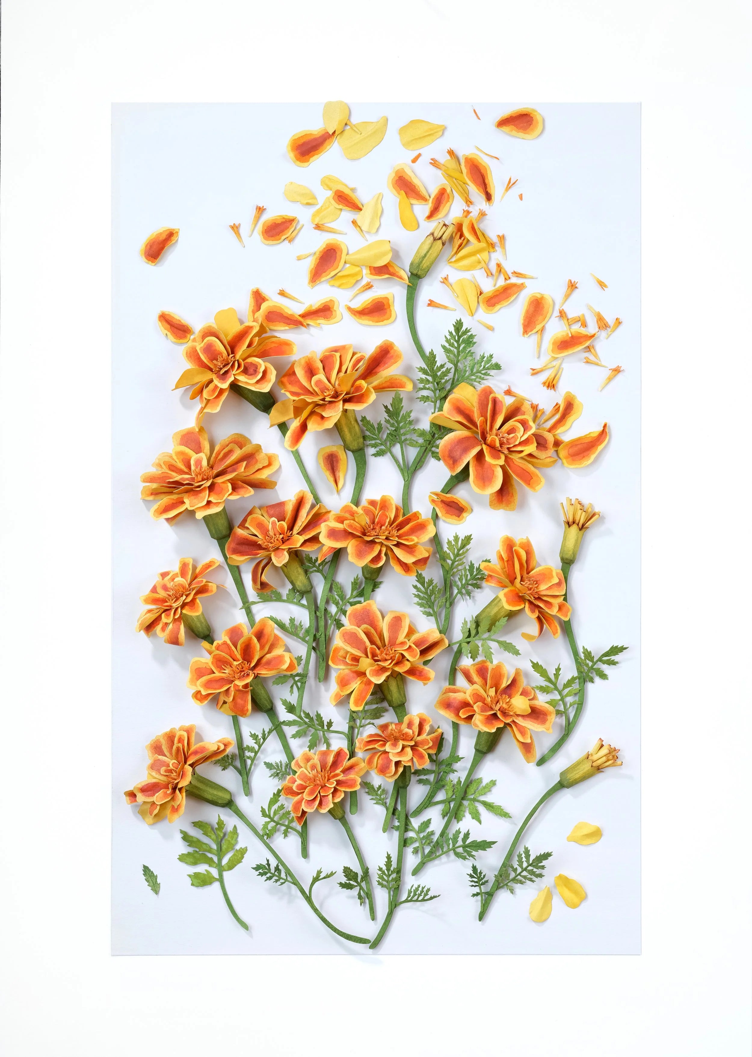 Marigolds