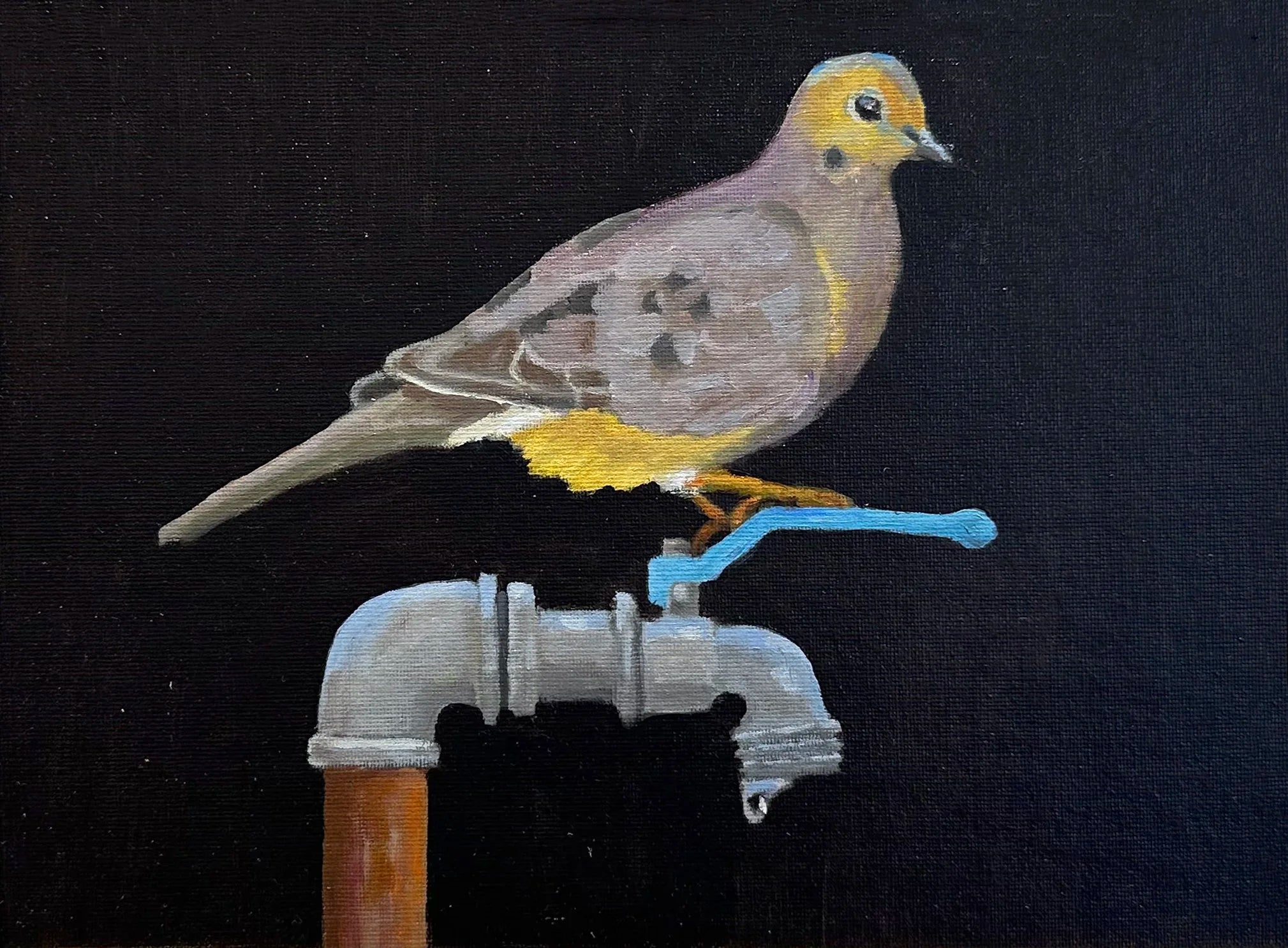 Morning Dove on Spout