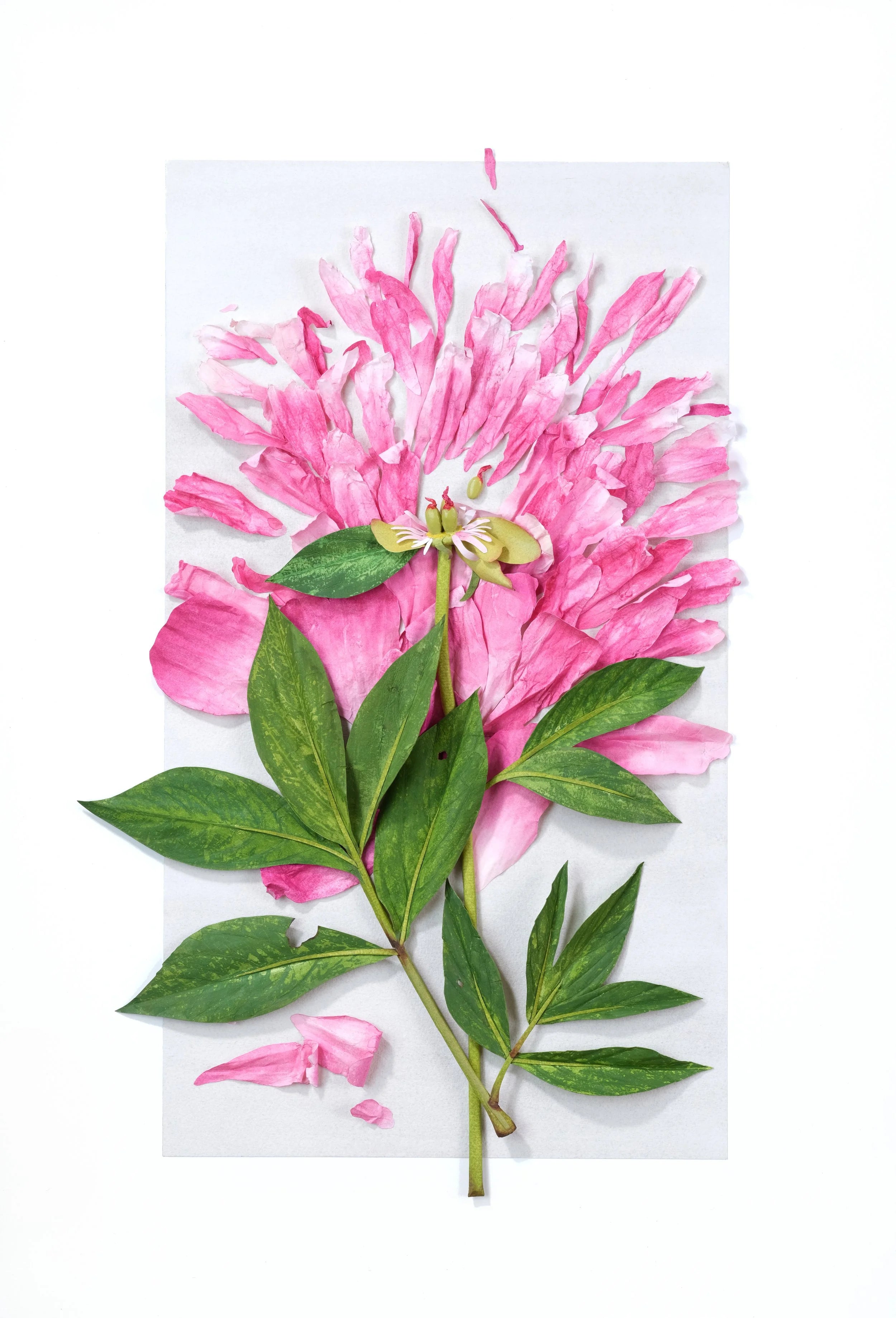 Peony