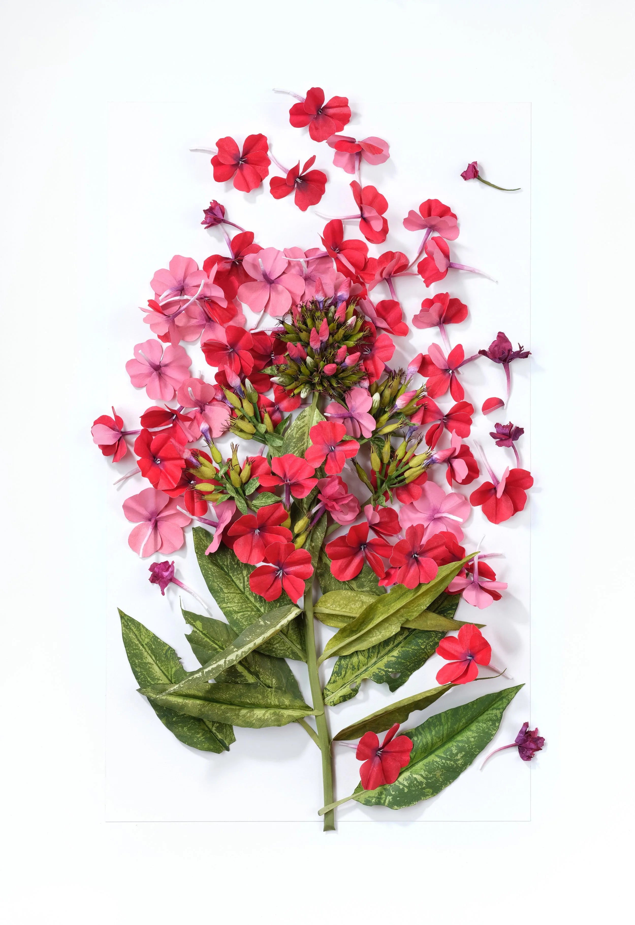 Phlox