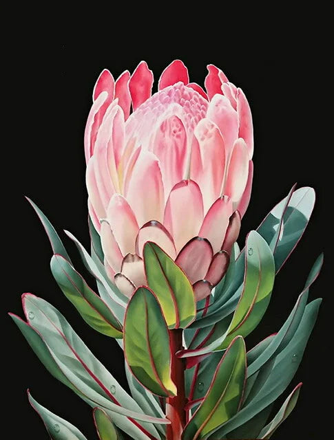 Protea