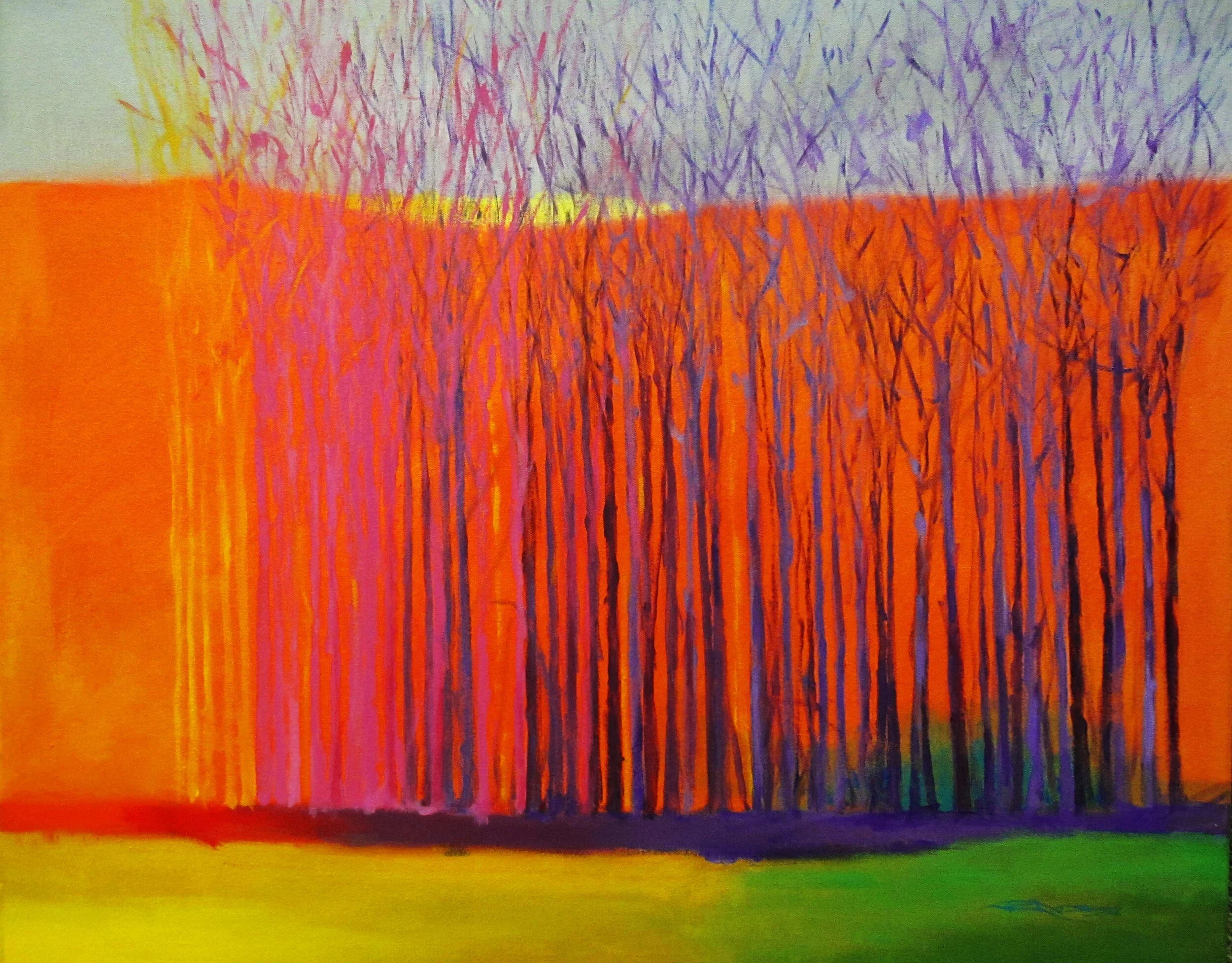 Rainbow Woods