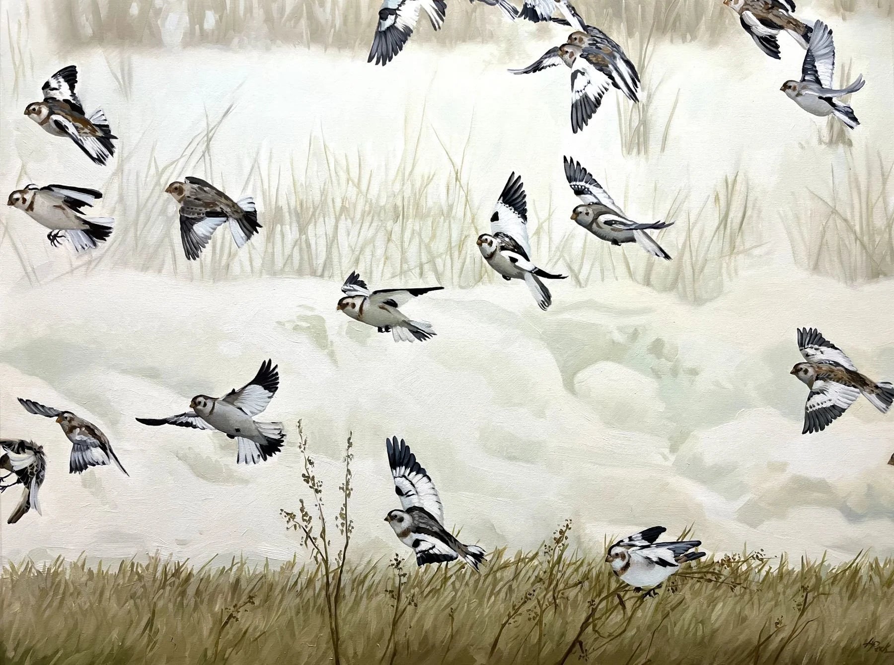 Snow Buntings