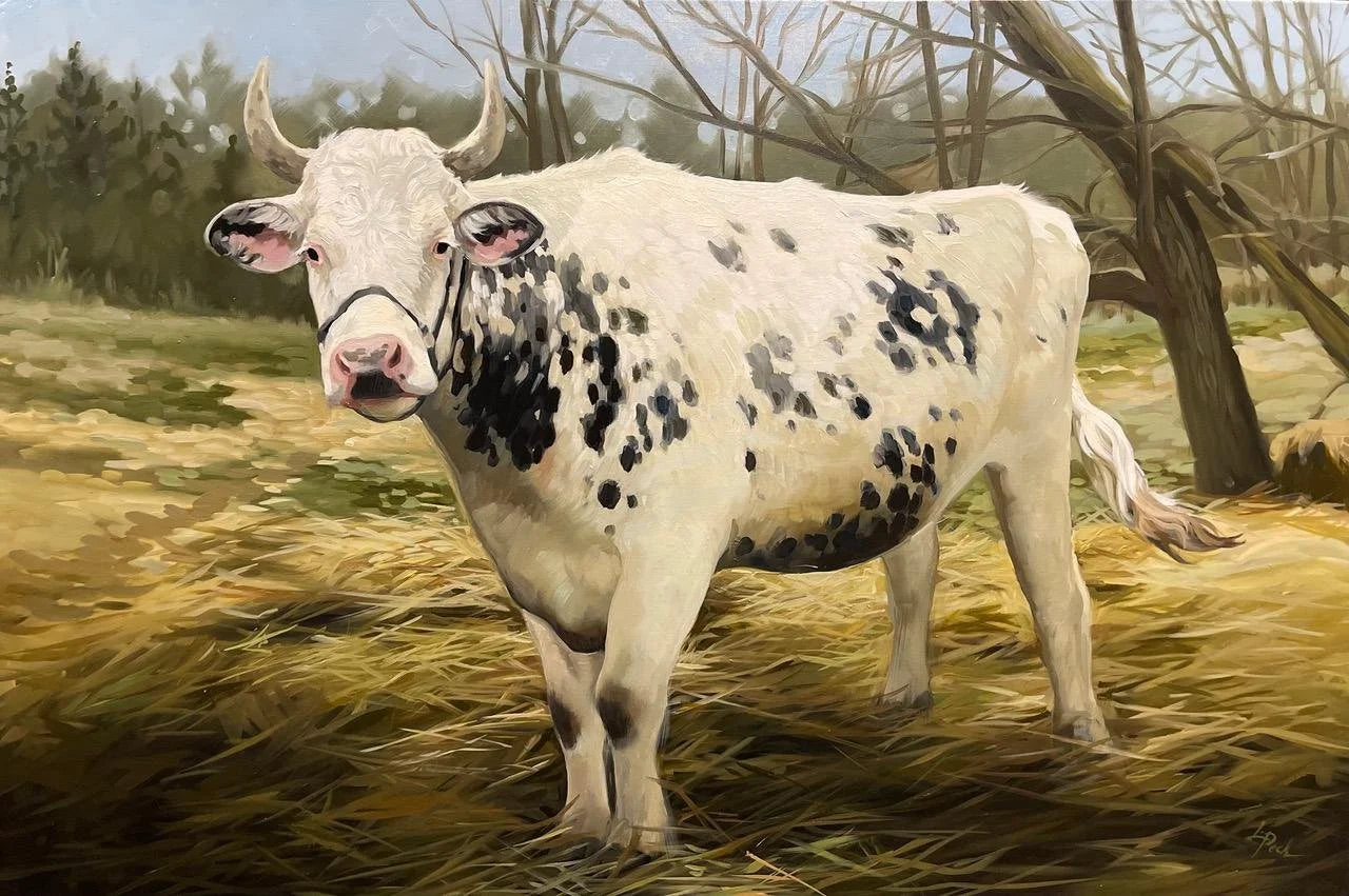 Spotted Bull