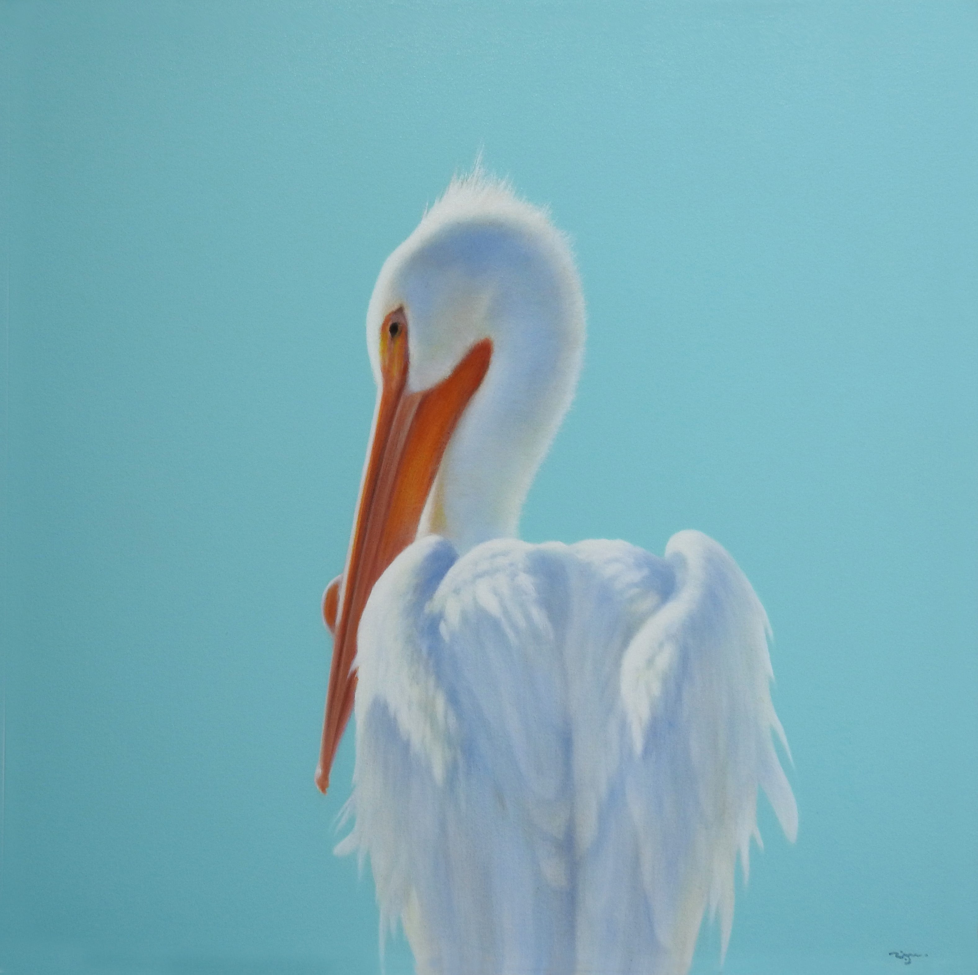White Pelican