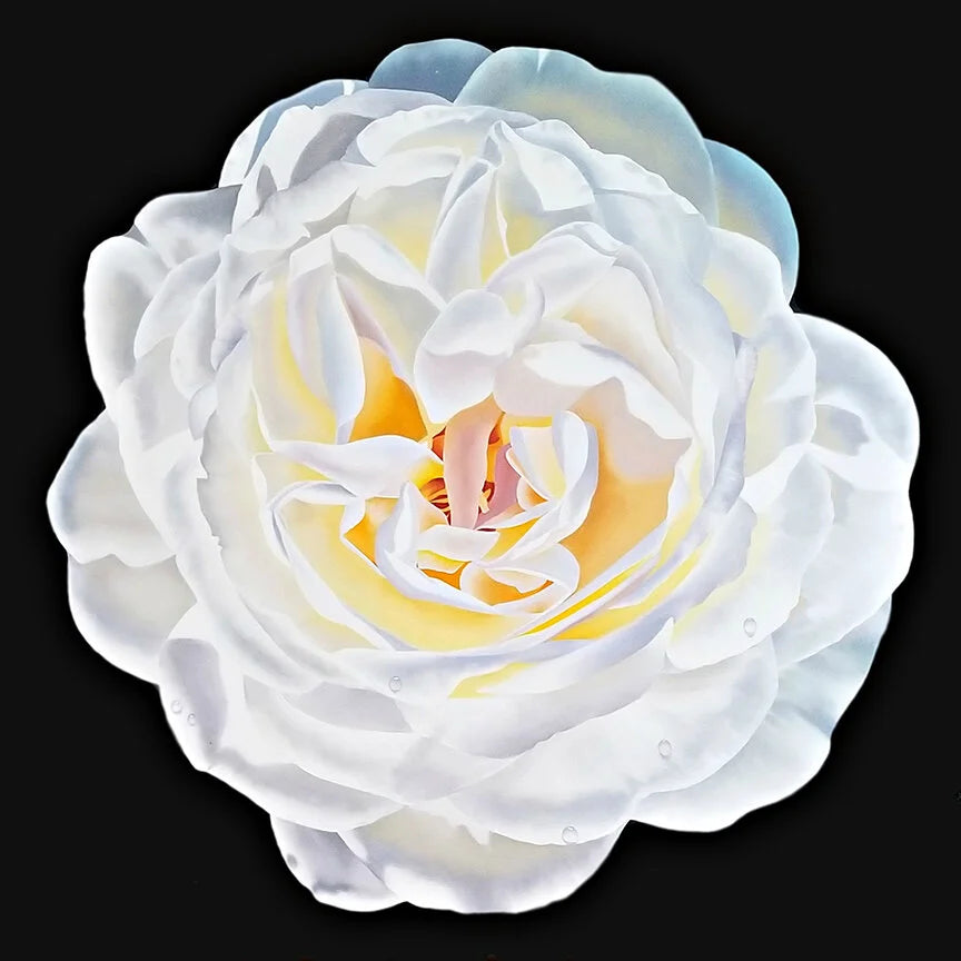 White Rose