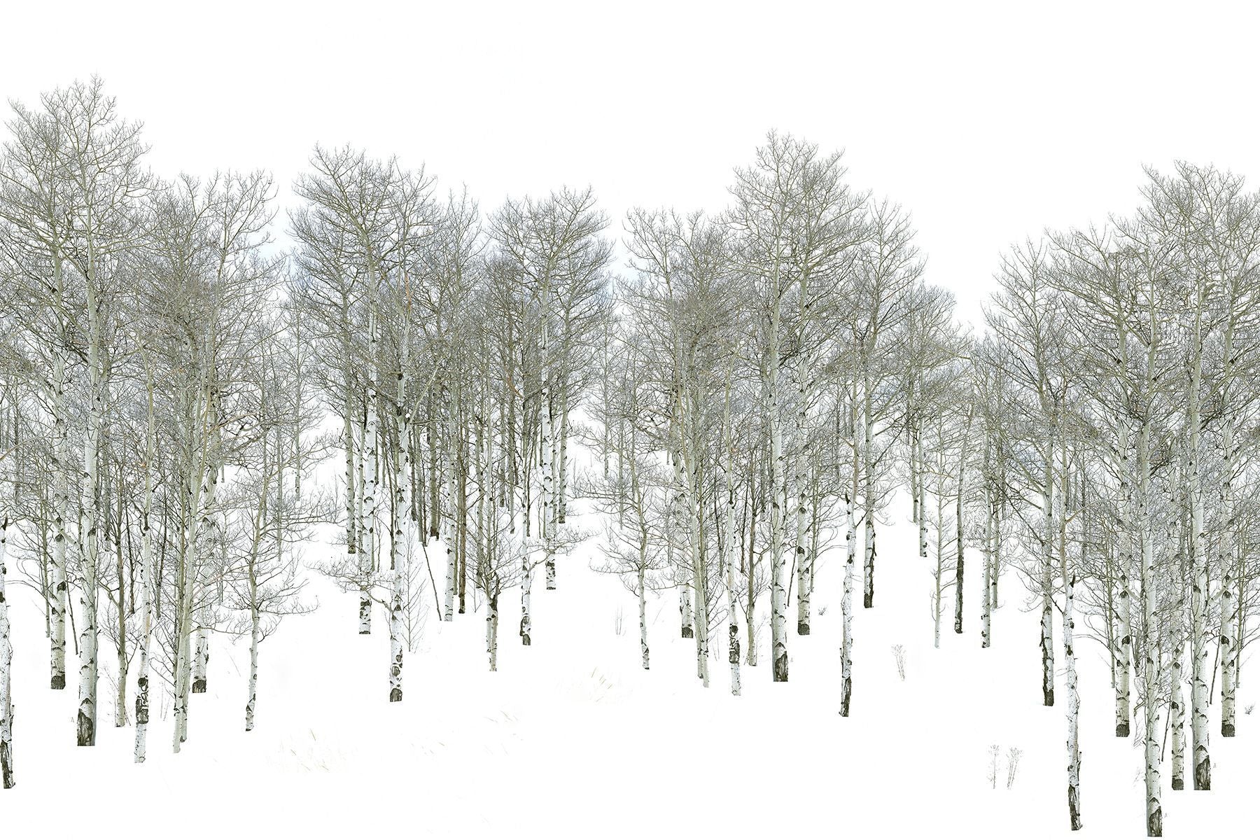 Winter Birches