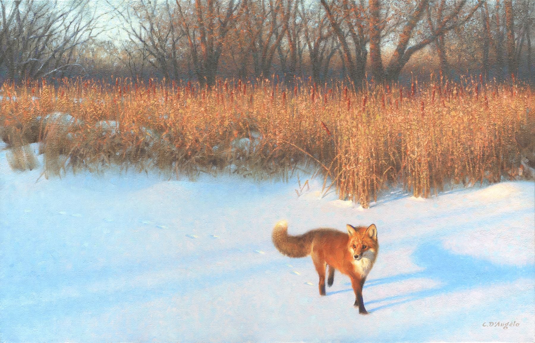 Winter Fox at Sunrise