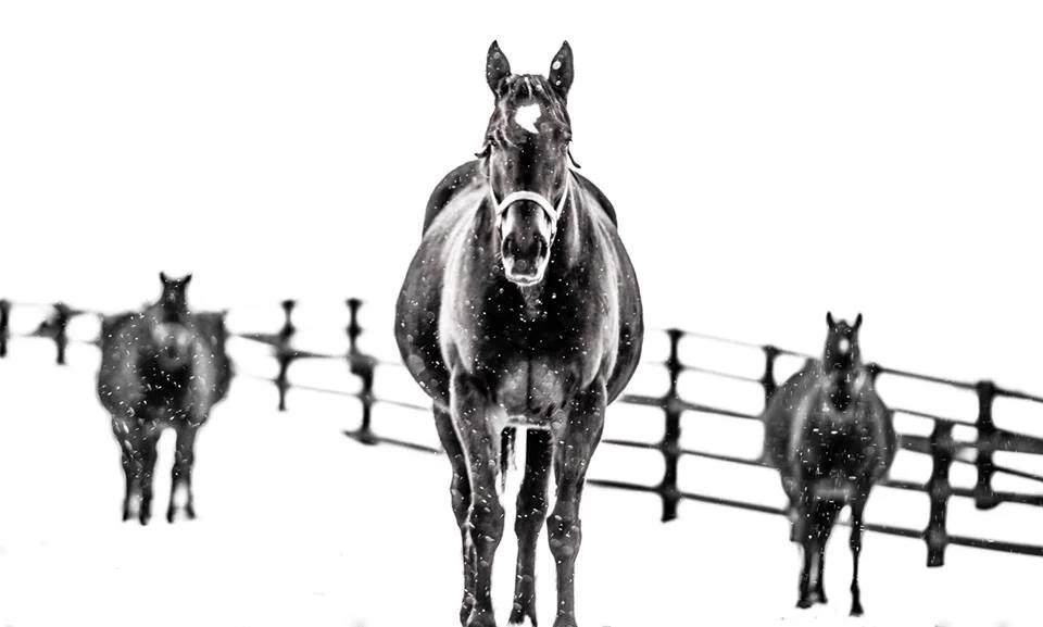 Winter Thoroughbreds