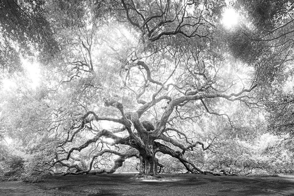 Angel Oak