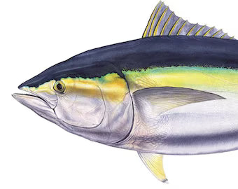 Fish Book