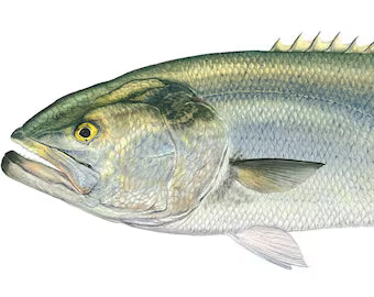 Fish Book