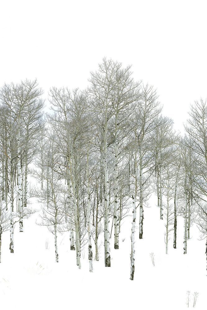 Winter Birches II
