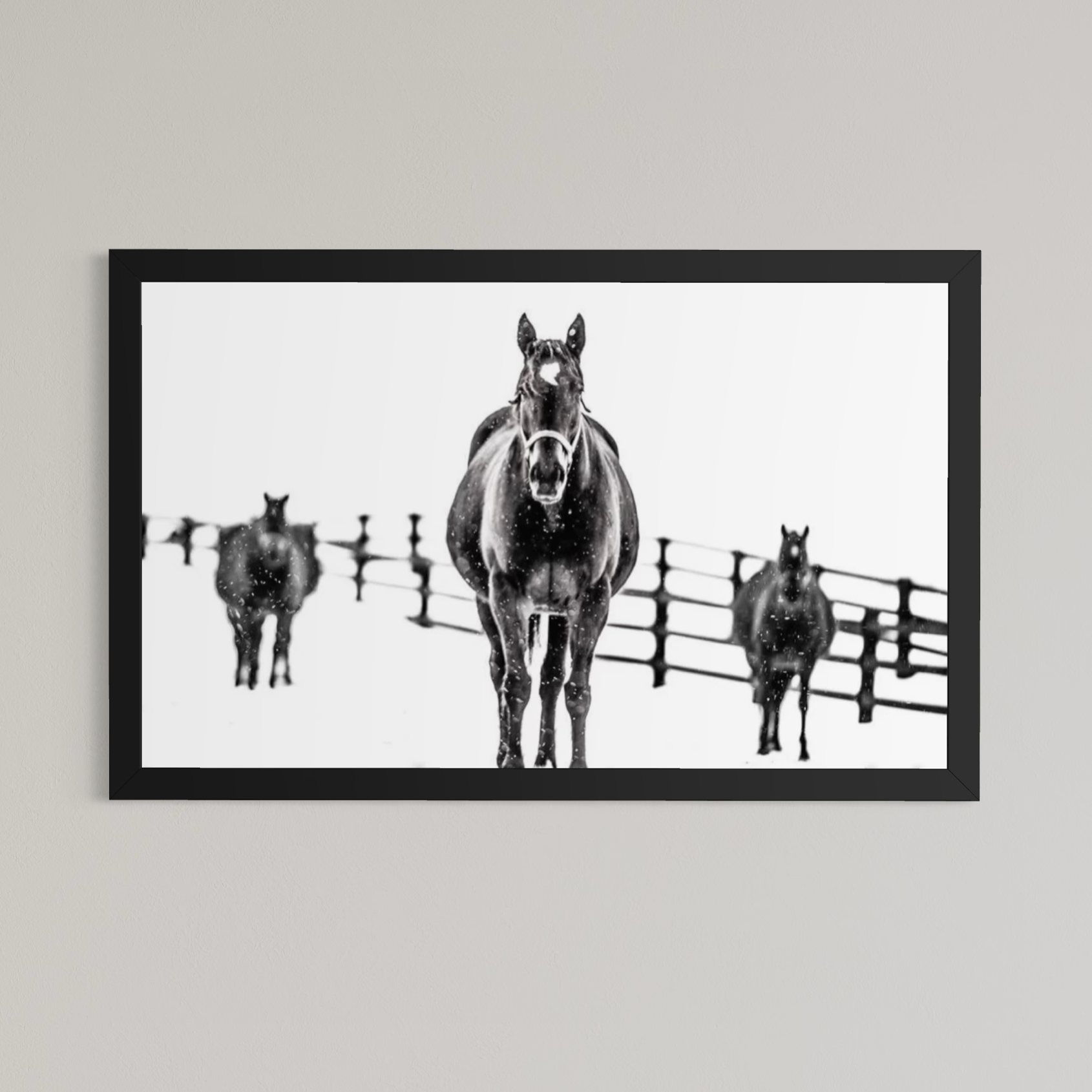 Winter Thoroughbreds
